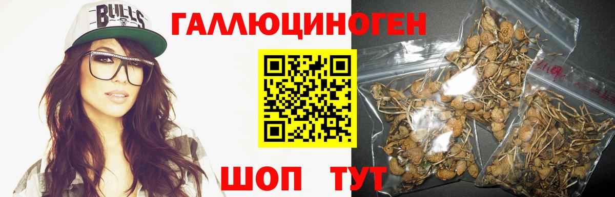 Галлюциногенные грибы Psilocybe Люберцы